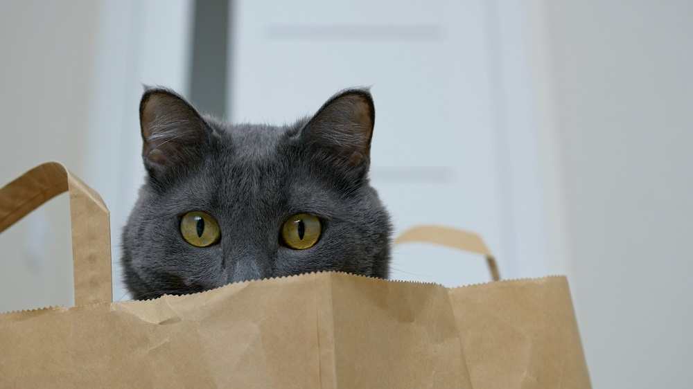 gato en una bolsa de papel