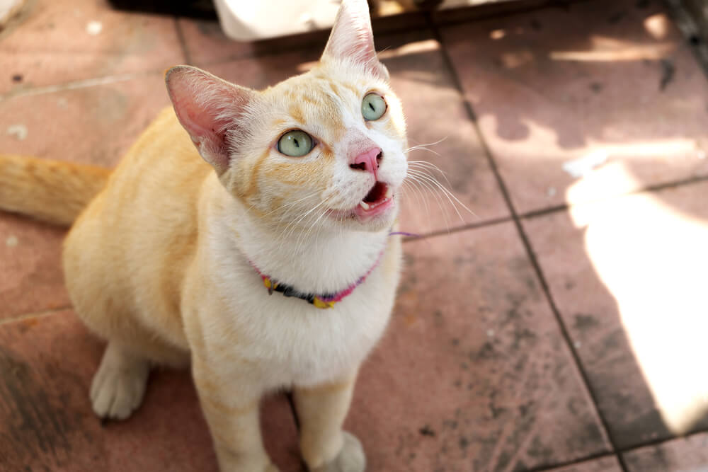 Una imagen cautivadora que captura a un gato en pleno maullido, con la boca bien abierta y las cuerdas vocales activadas, mientras se comunica a través de su distintivo y expresivo lenguaje felino.