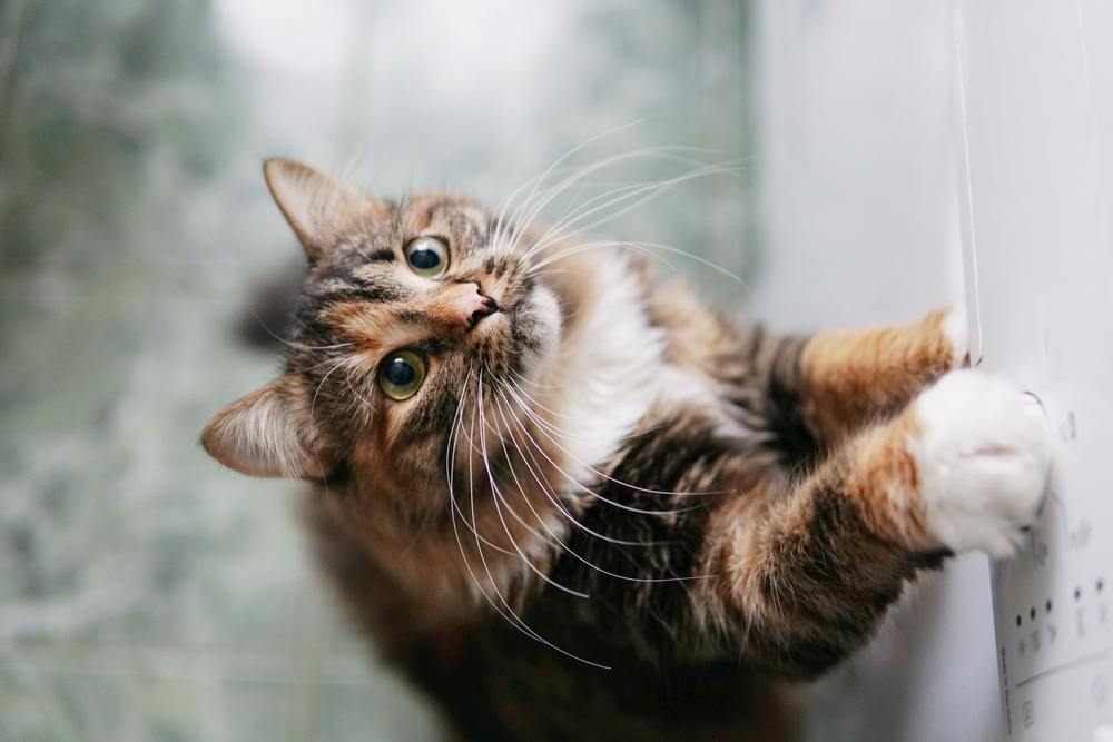 El gato extiende su pata para alcanzar la comida