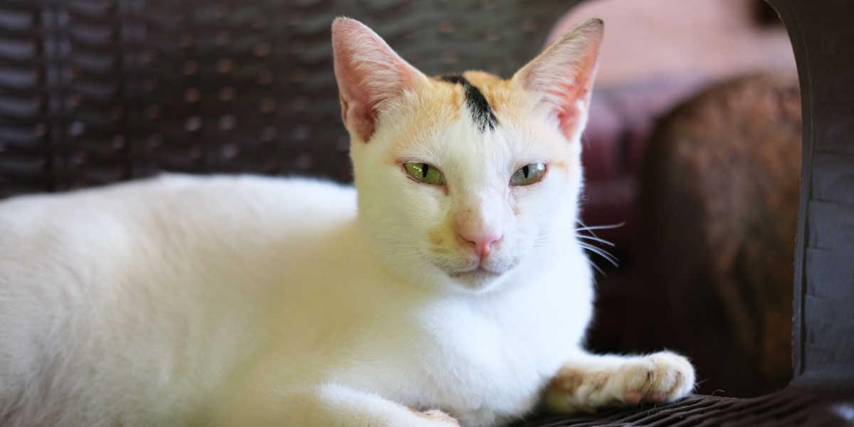 Un gato confiado y de aspecto intenso sentado en un banco, mirando con una expresión feroz en su cara, exudando un fuerte aura de independencia y determinación.