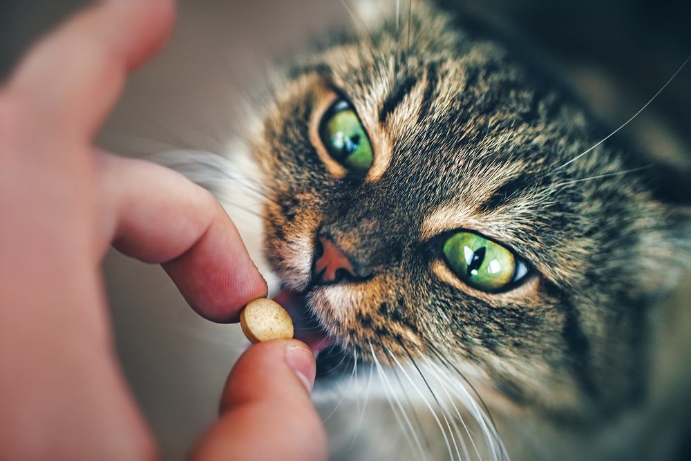 El gato toma pastillas