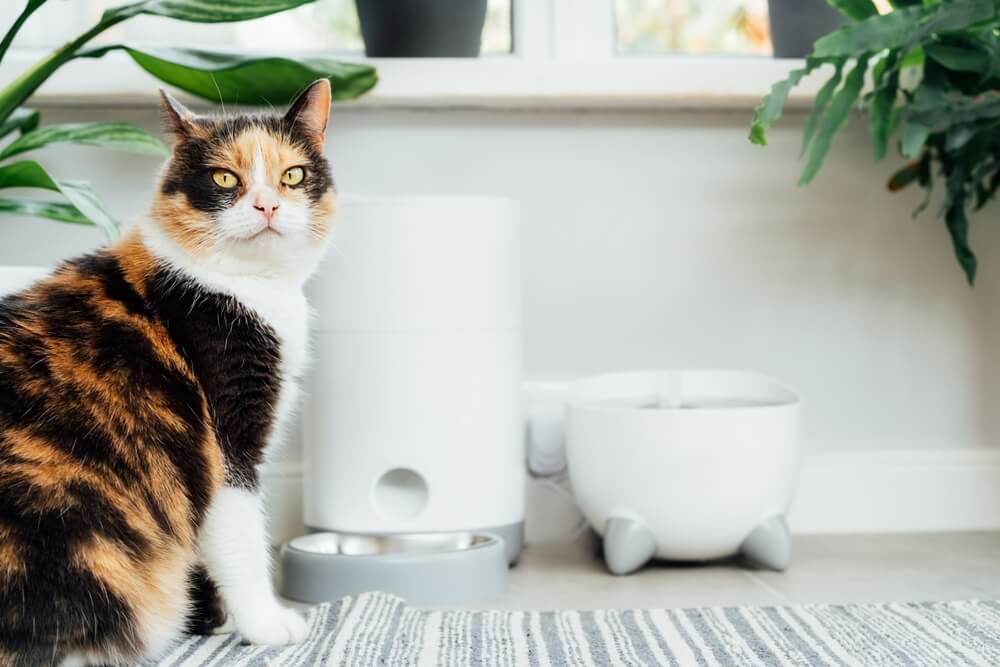 Gato esperando comida cerca de un comedero inteligente