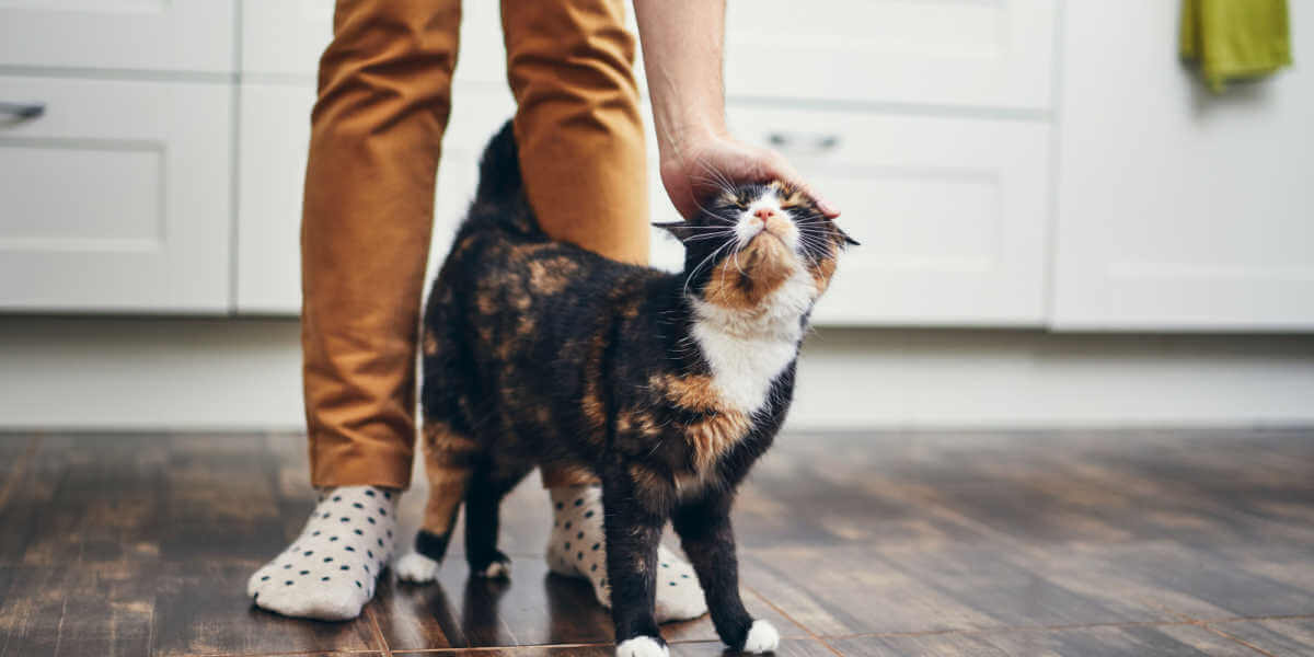 Gato tejiendose alrededor de las piernas de una persona