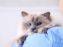 cat at vet