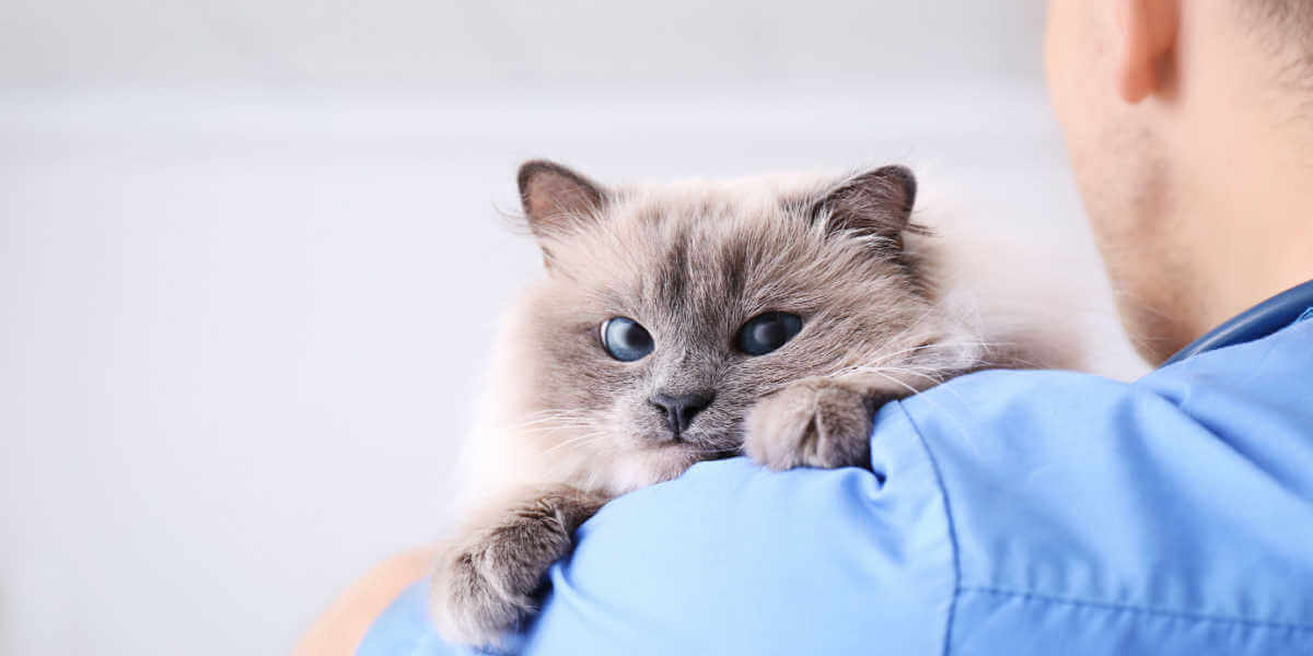 gato en el veterinario