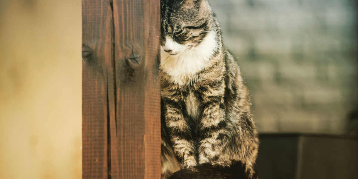 Gato presionando la cabeza contra la pared