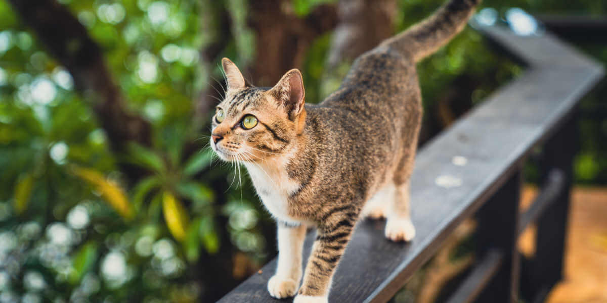 gato en lo alto