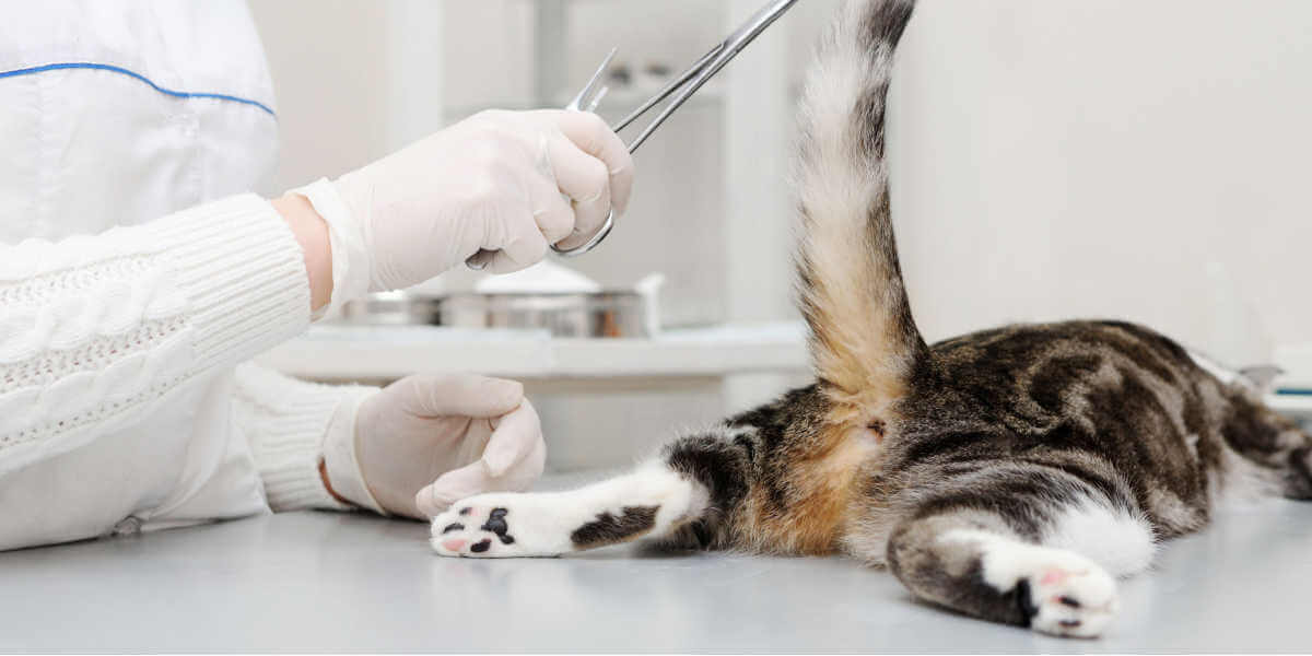 El veterinario examina al gato