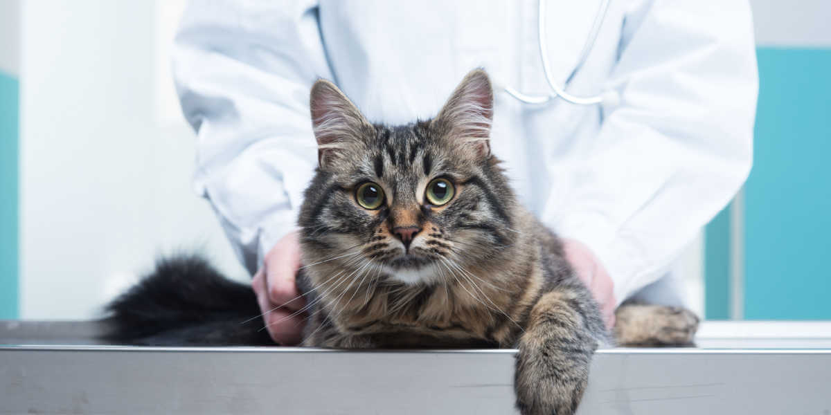 gato en el veterinario