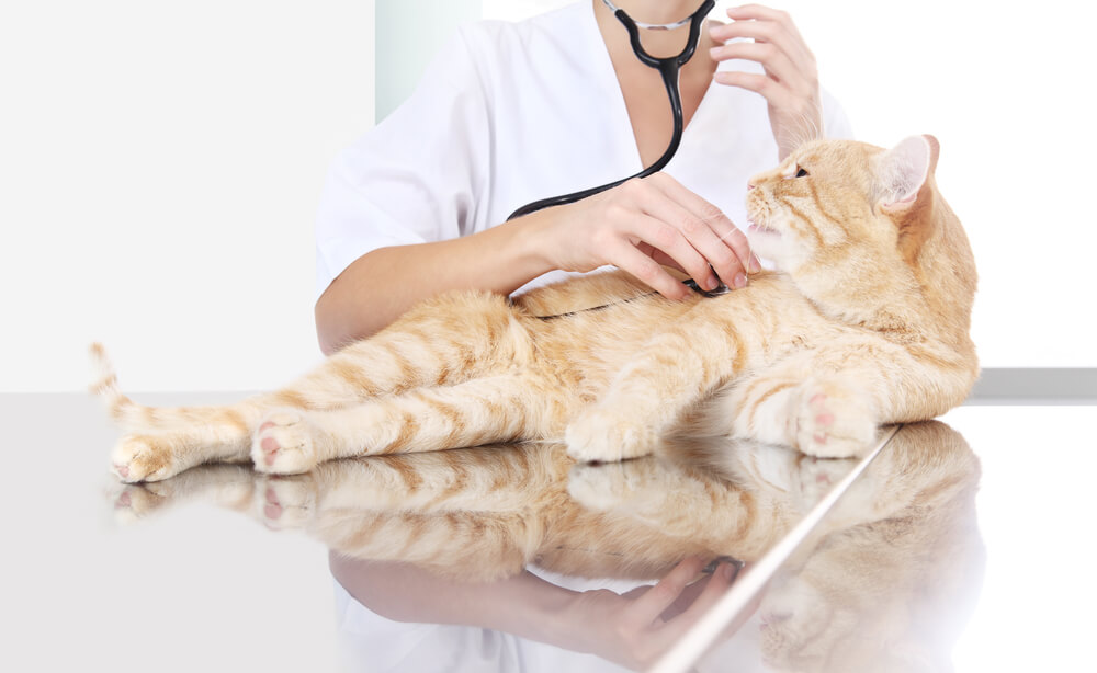 Una imagen que captura a un veterinario realizando un examen a un gato pelirrojo.