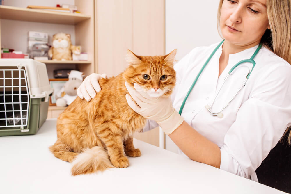 Un veterinario o médico que usa un estetoscopio para examinar a un gato durante un examen veterinario.