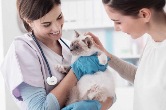 Mi gato no confía en mí después de la visita al veterinario: ¿es normal?
