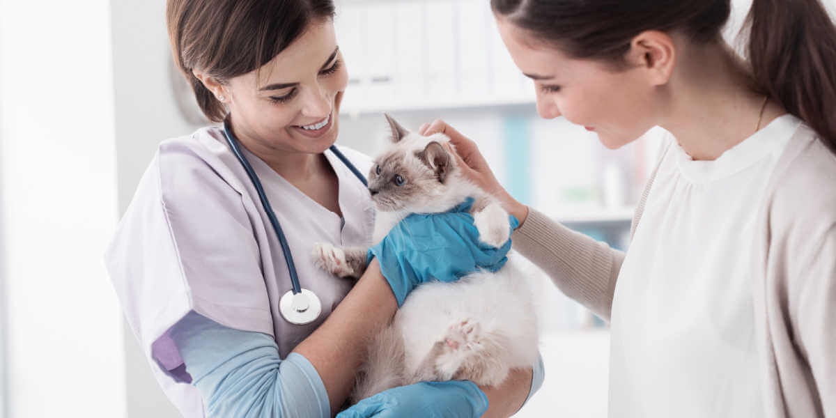 Veterinario sosteniendo un hermoso gato después del examen