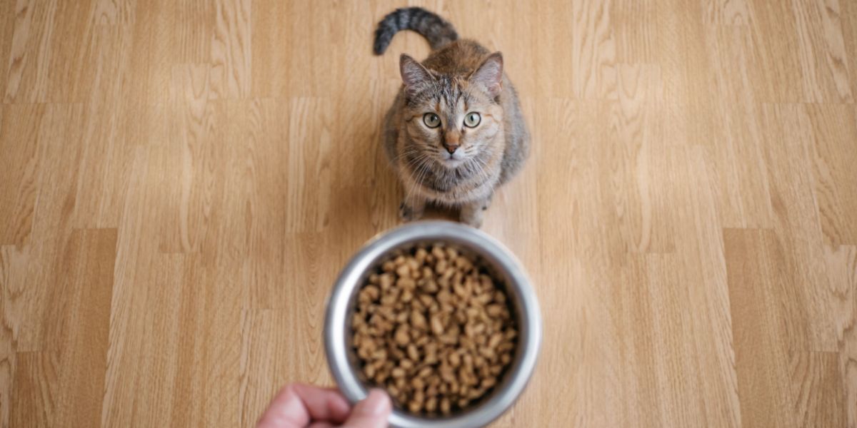 Una mano masculina sosteniendo un puñado de bolitas de comida seca para gatos.