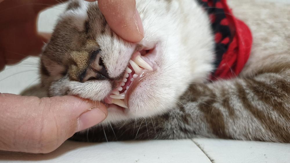 La mano del dueño abriendo la boca de un gato adulto