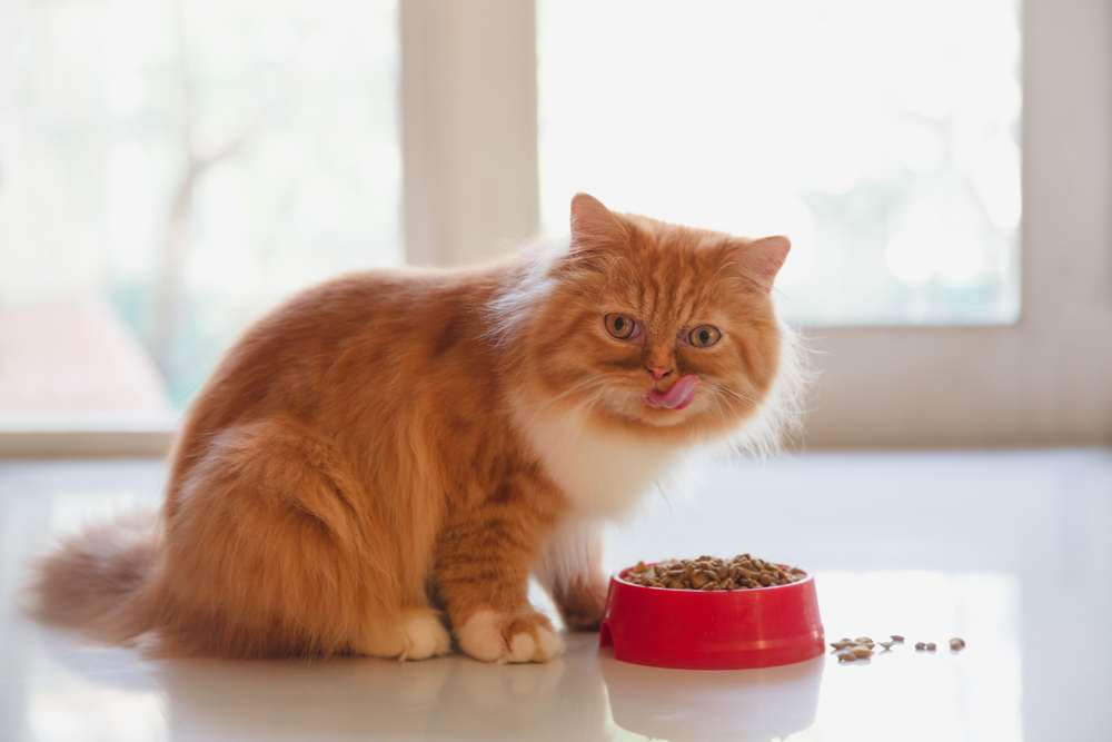 Un majestuoso gato persa disfruta delicadamente de una comida de comida seca para gatos.