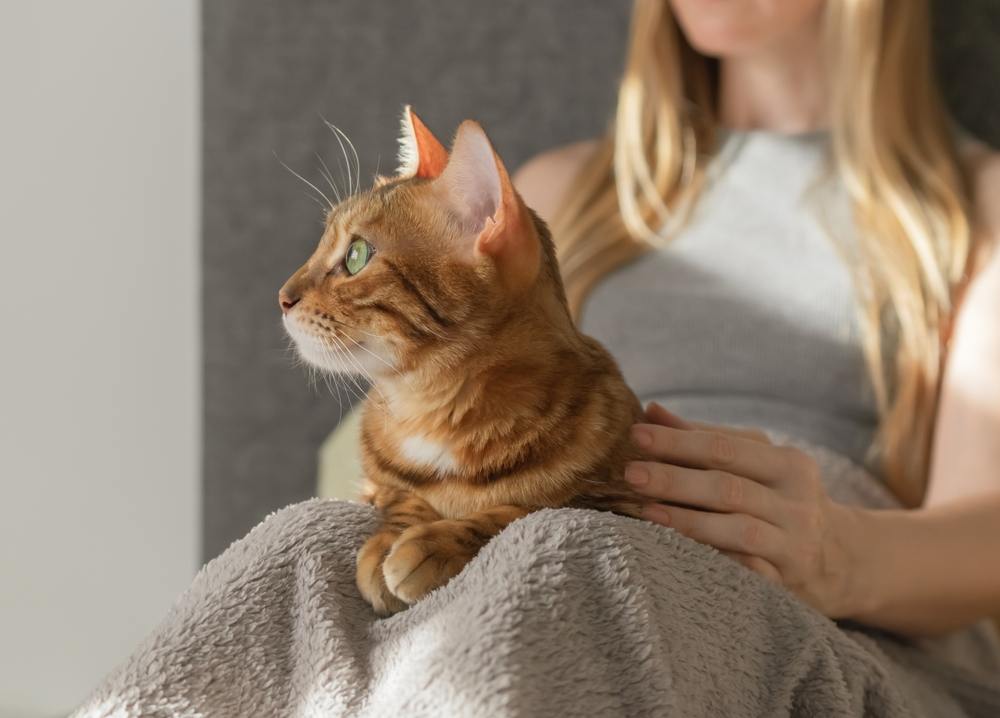 El gato doméstico se encuentra en el regazo de su dueño.