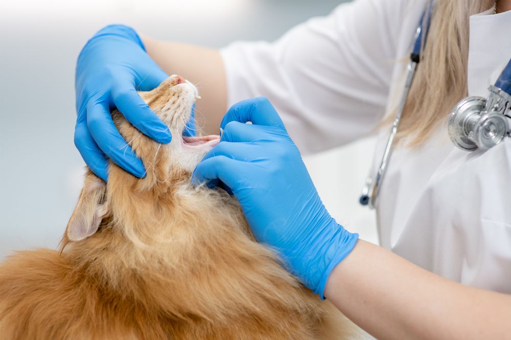 Veterinario revisa la boca de un gato maine coon