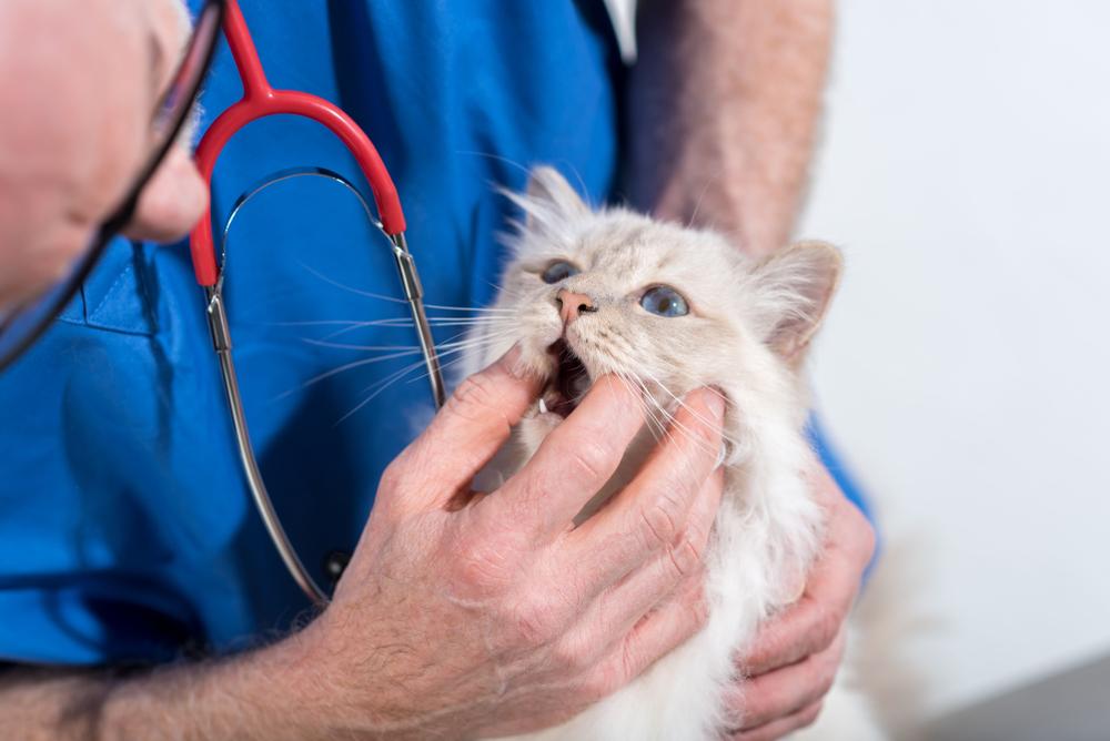 Veterinario examinando los dientes del gato