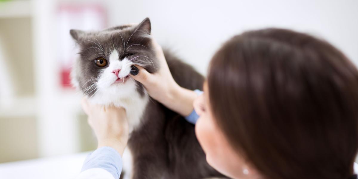 Veterinario examinando los dientes de un gato persa