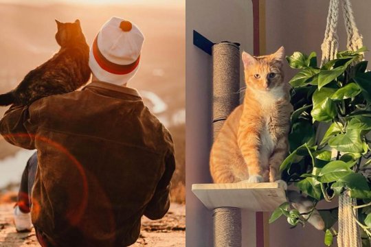 10 Maneras de demostrarle a tu gato que lo amas