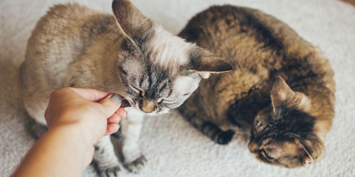 Mujer le da golosinas a gatos de Devon