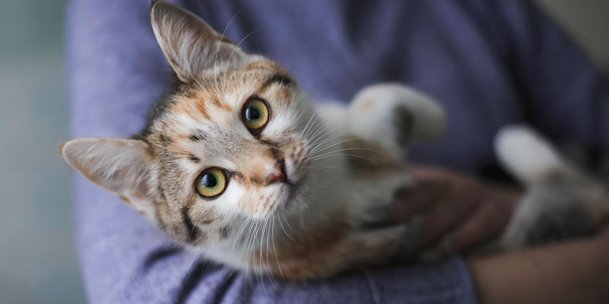 Un par de manos de mujer acunan suavemente a un gato, ilustrando un vínculo tierno y afectuoso entre los humanos y sus compañeros felinos.