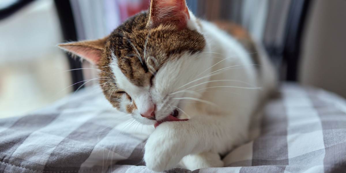 Hermoso lindo gato lamiéndose la pata