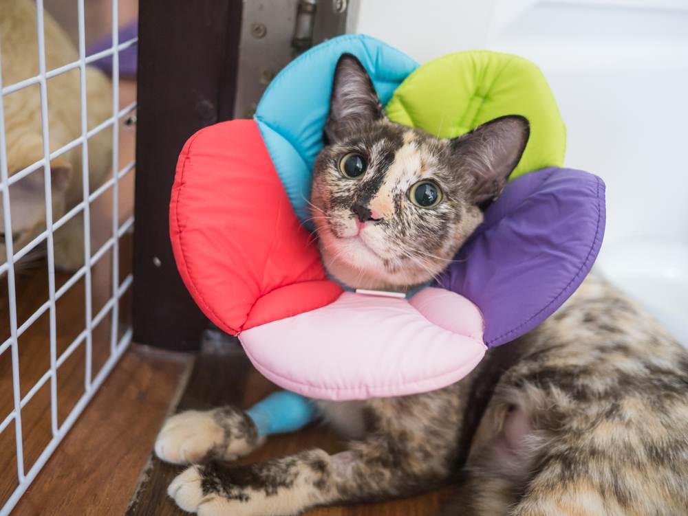 collar de gato