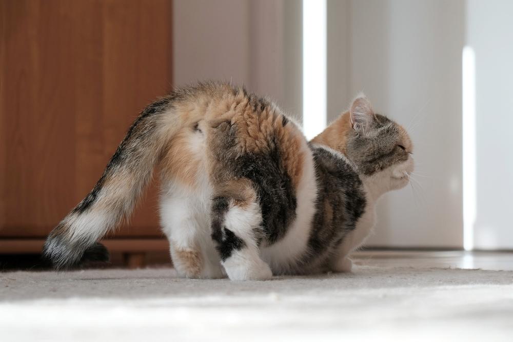 Imagen que muestra una gata en celo, mostrando signos de inquietud y comportamiento intensificado como parte de su ciclo reproductivo.