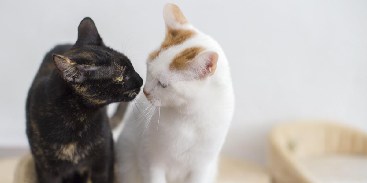 Momento entrañable capturado cuando dos gatos se miran el uno al otro, reflejando compañerismo, curiosidad y la conexión compartida entre amigos felinos.