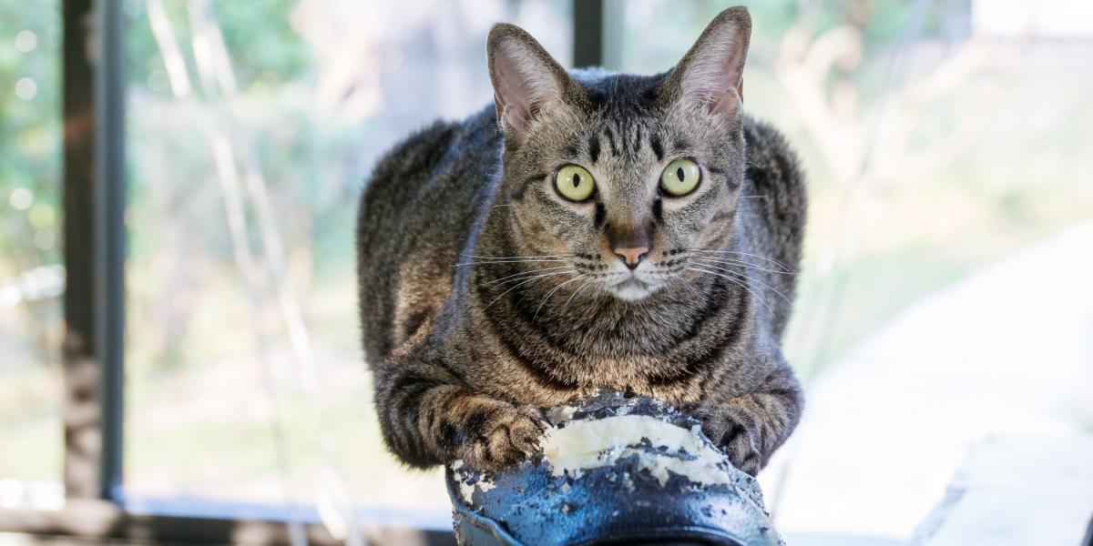 Gato de rayas grises rascando una silla negra