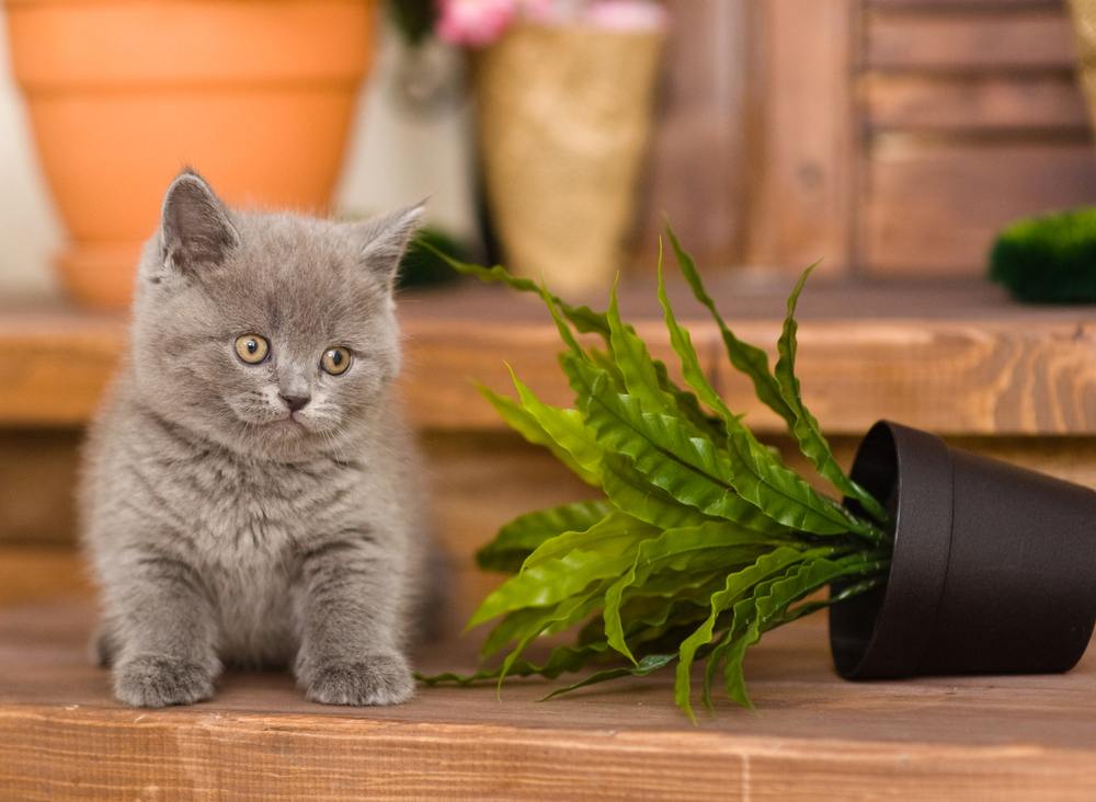 Un gatito juguetón tirando una maceta, mostrando las adorables travesuras de un felino joven.