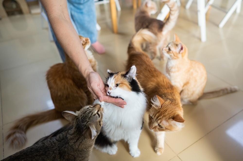 Personas jugando alegremente e interactuando con gatos, ilustrando momentos de diversión, unión y felicidad compartida entre humanos y sus amigos felinos.