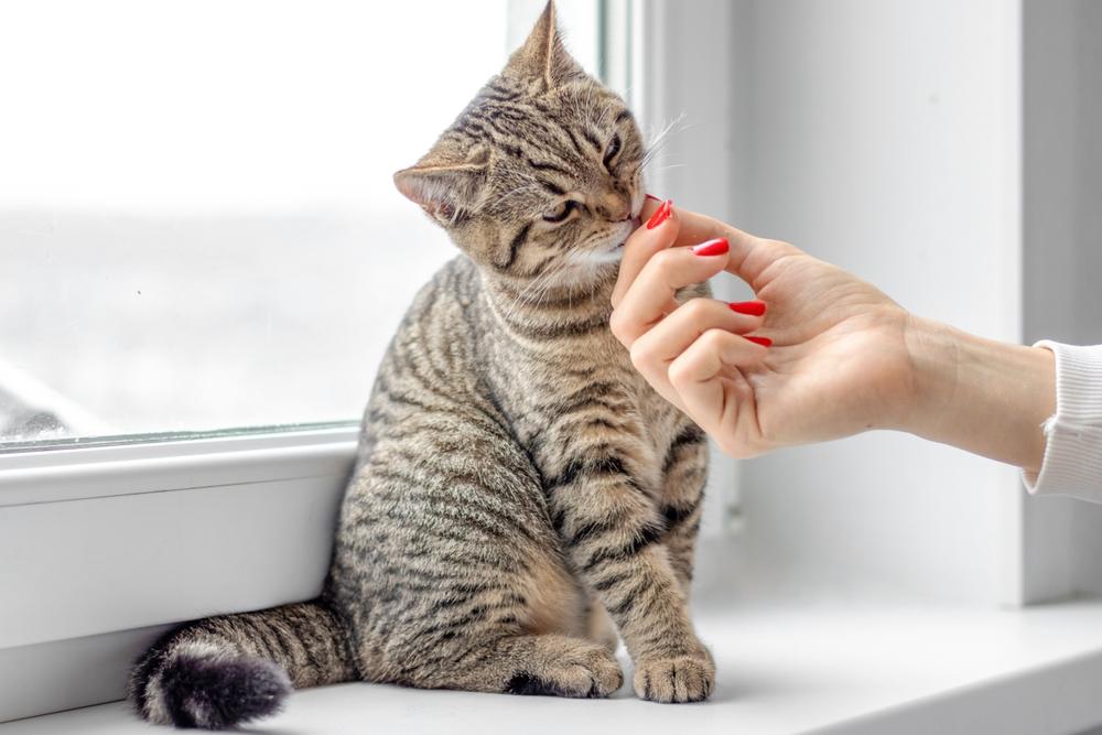 Una imagen de un hermoso gato atigrado, que muestra su apariencia adorable y entrañable que cautiva con su encanto.