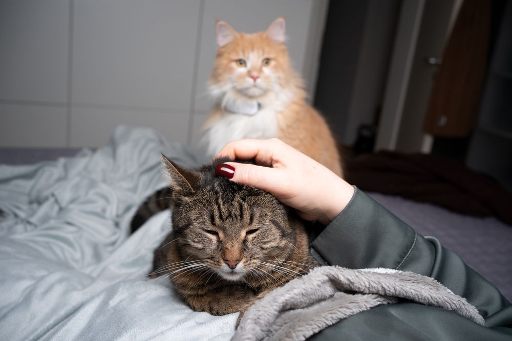 Gato atigrado siendo acariciado en la cama por su dueño