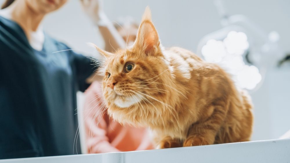 Veterinario Maine Coon rojo