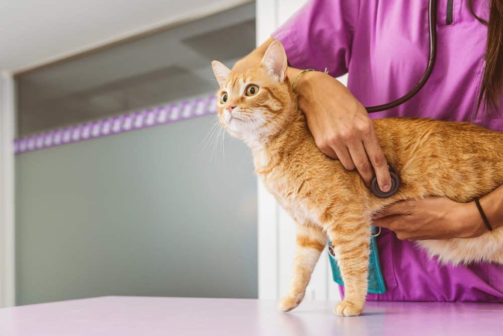 Una imagen que muestra a un veterinario realizando un chequeo exhaustivo a un gato, utilizando un estetoscopio para escuchar los latidos del corazón del gato, demostrando cuidado profesional y atención al bienestar del animal.