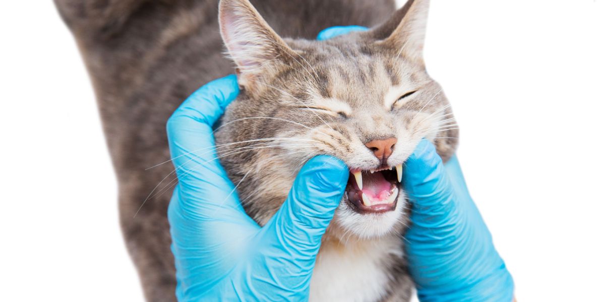 El veterinario revisa la boca del gato