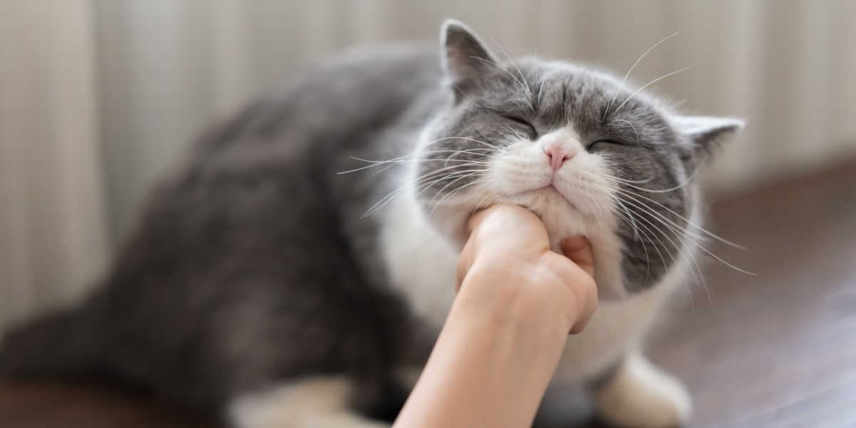 Mujer tocando la barbilla del gato