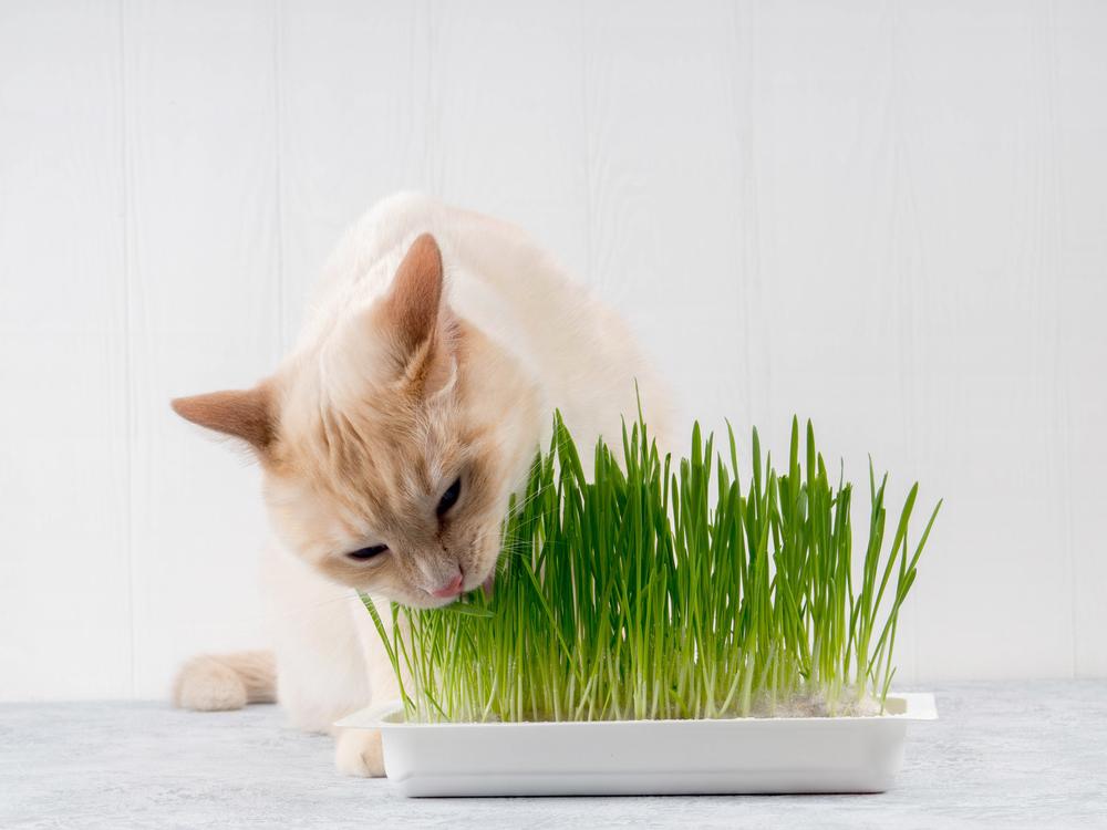 Un gato consumiendo felizmente pasto verde fresco, mostrando su comportamiento natural de ingerir verduras para ayudar a la digestión y el bienestar.