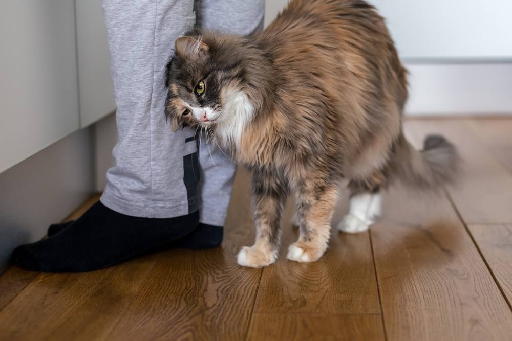 Un gato frotándose cariñosamente contra las piernas de un humano, mostrando su naturaleza social y amistosa a través de la interacción física.