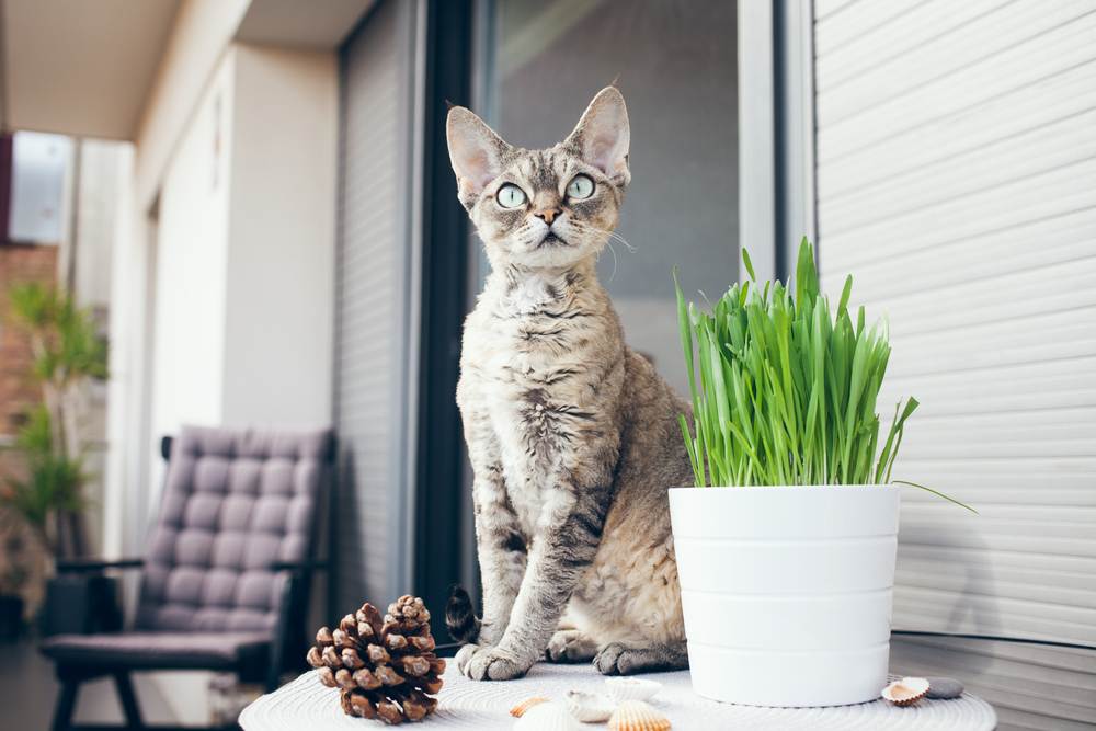 El gato Devon Rex está sentado