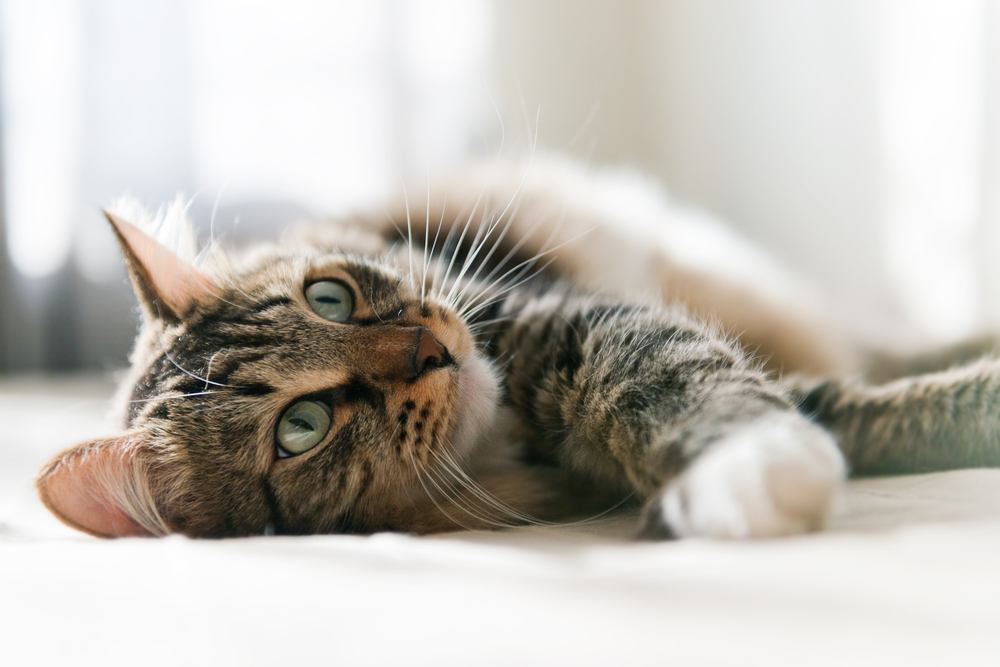 Una imagen serena de un gato gris descansando pacíficamente en una cama, encarnando la relajación y la satisfacción.