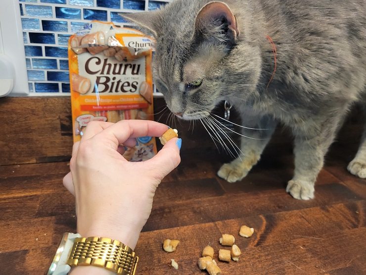 esconder pastillas en la comida para gatos