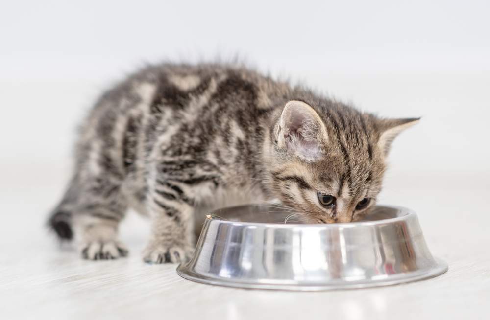 Gatito comiendo comida de un plato en casa