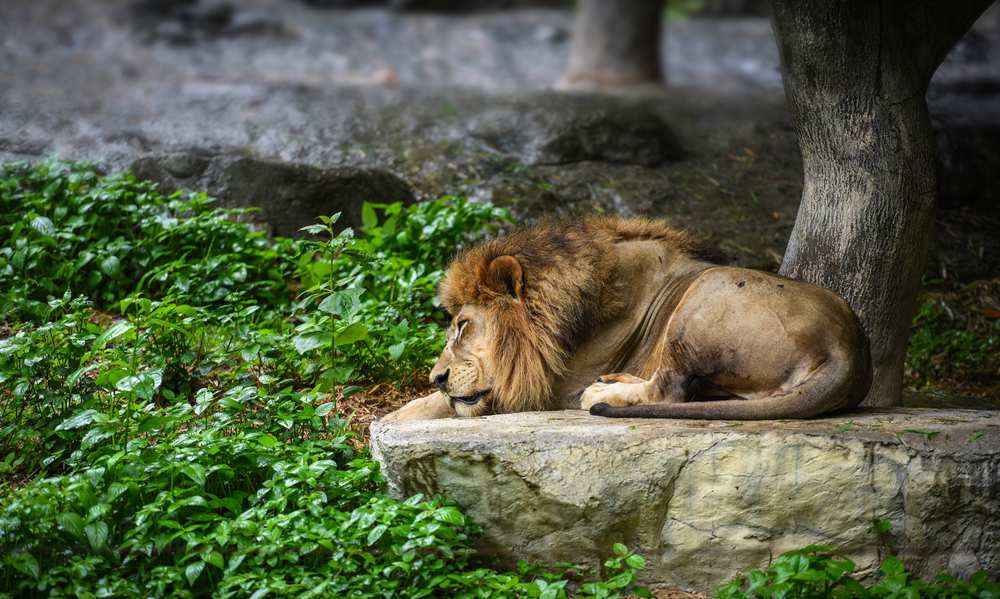 Una imagen serena de un león dormido, que irradia tranquilidad y muestra los momentos de paz en la vida de un animal salvaje.