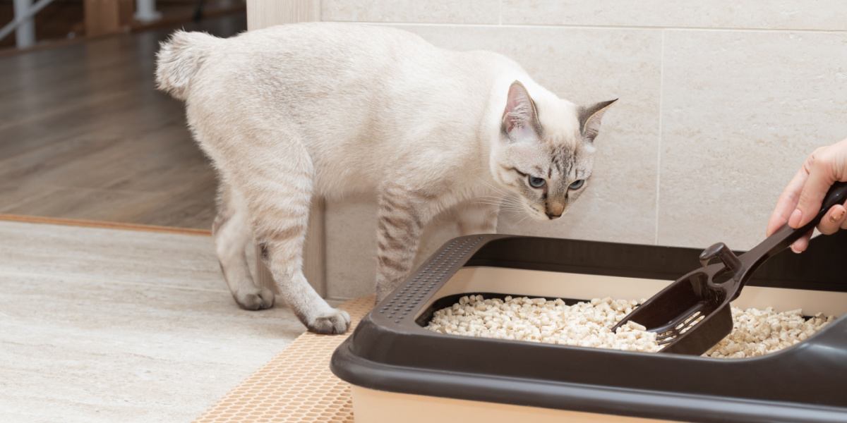 Mano de persona quitando y limpiando la bandeja de baño del gato