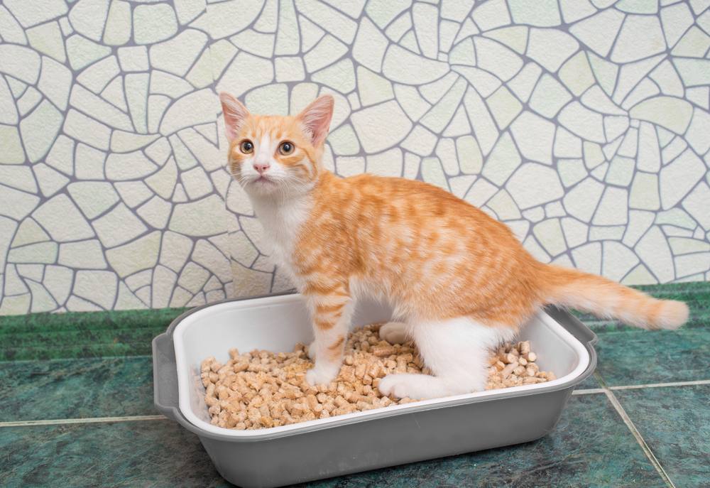 Gato pelirrojo en la caja de arena