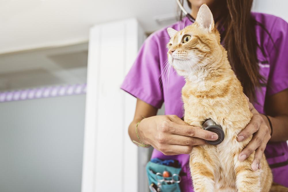 El médico veterinario está haciendo un chequeo a un lindo y hermoso gato.